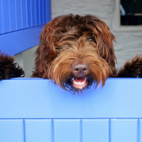 dog with tongue out looking over fence