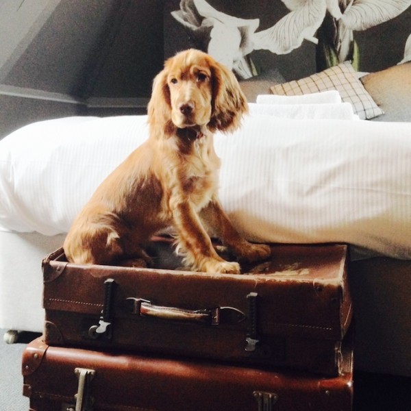barney dog siting on suitcases at end of bed