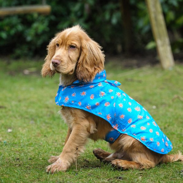 dog in raincoat