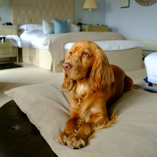 dog sitting on dog duvet