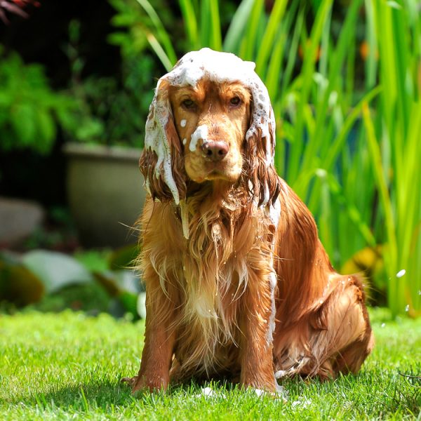 Fox Poo Shampoo Barney the Dog ©Alistair Heap +44(0)7967638858 Photo Credit: Alistair Heap